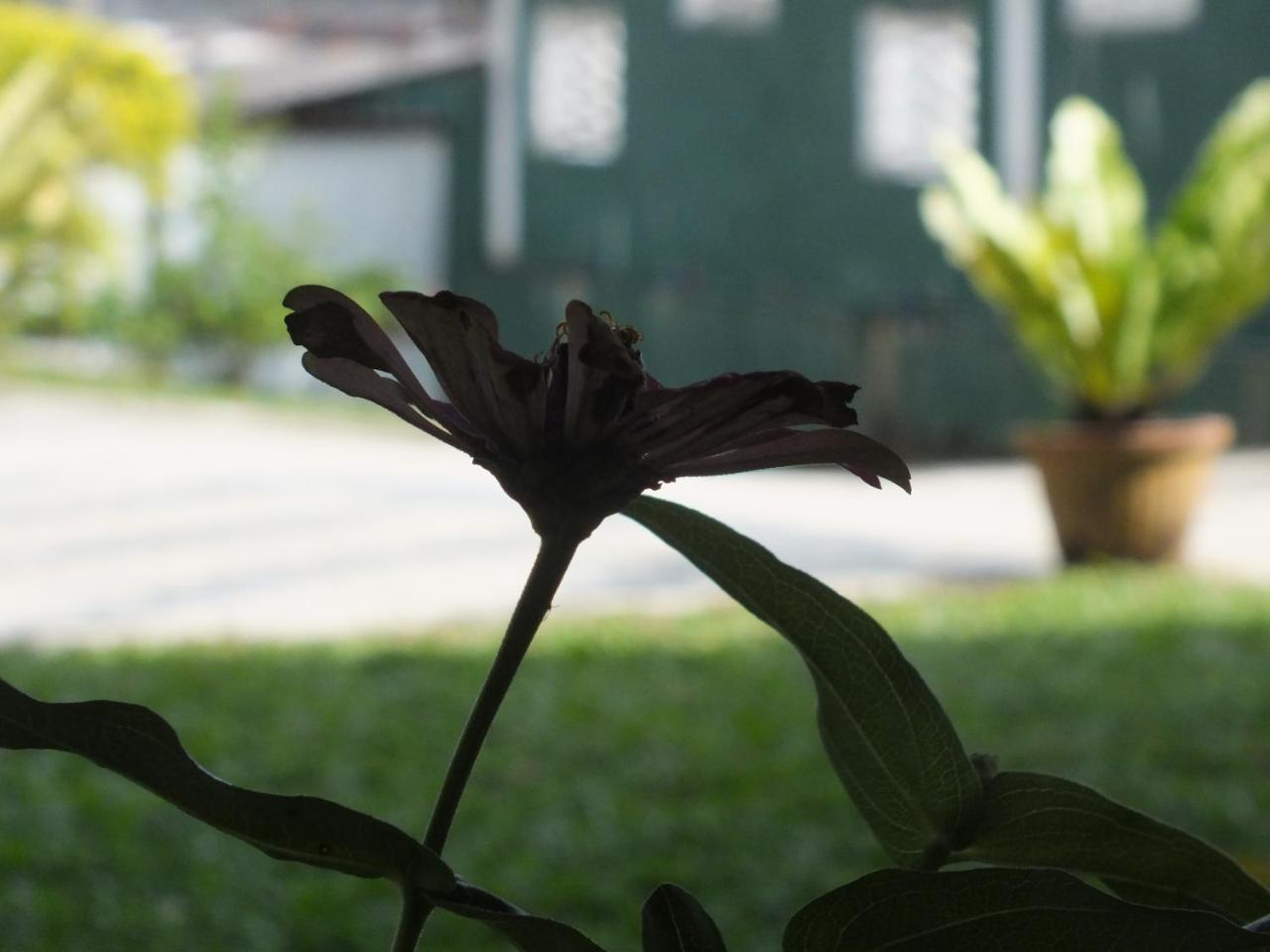 Hillsview Rest & Guest House Matale Kültér fotó